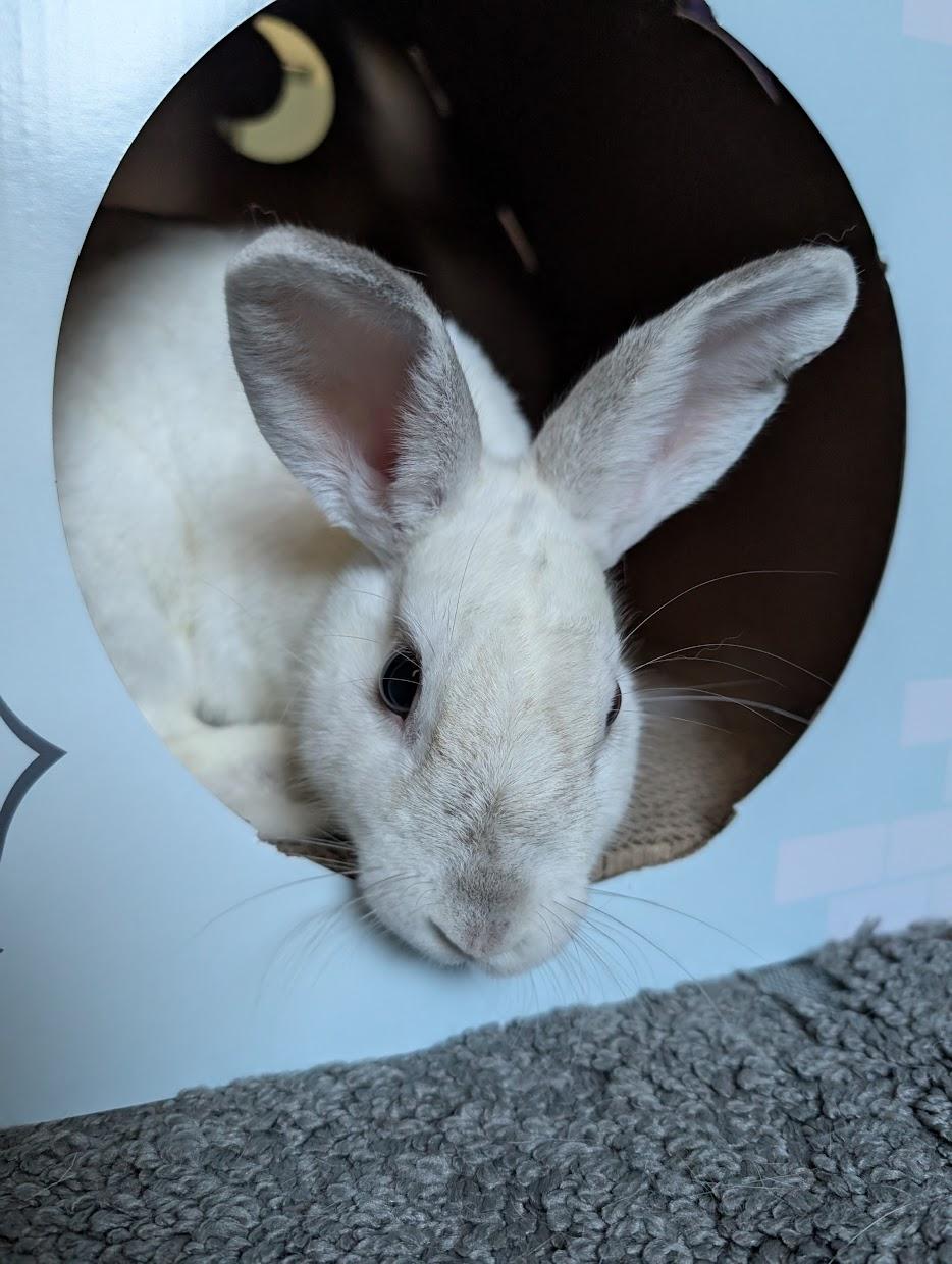 KIA (YOUNG SPAYED FEMALE), an adoption pending mixed breed in Forest Hills, NY image 2/6