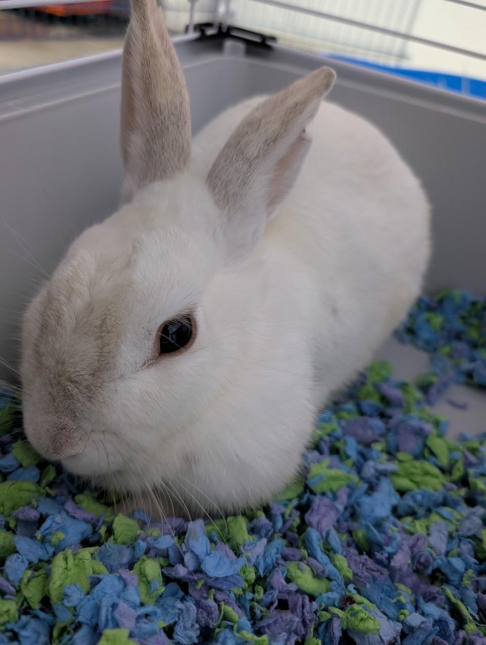 KIA (YOUNG SPAYED FEMALE) photo 6