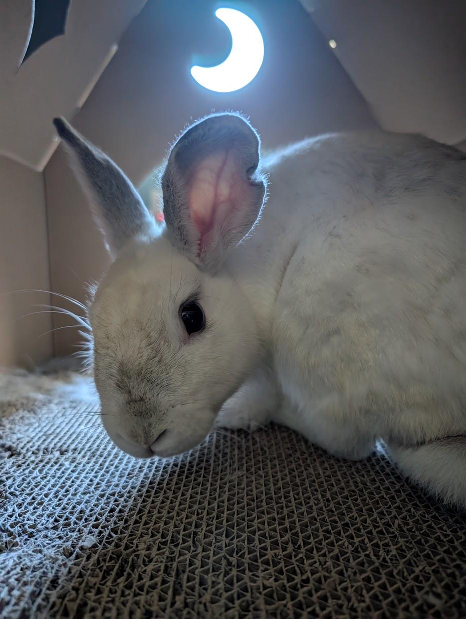 KIA (YOUNG SPAYED FEMALE), an adoption pending mixed breed in Forest Hills, NY image 3/6