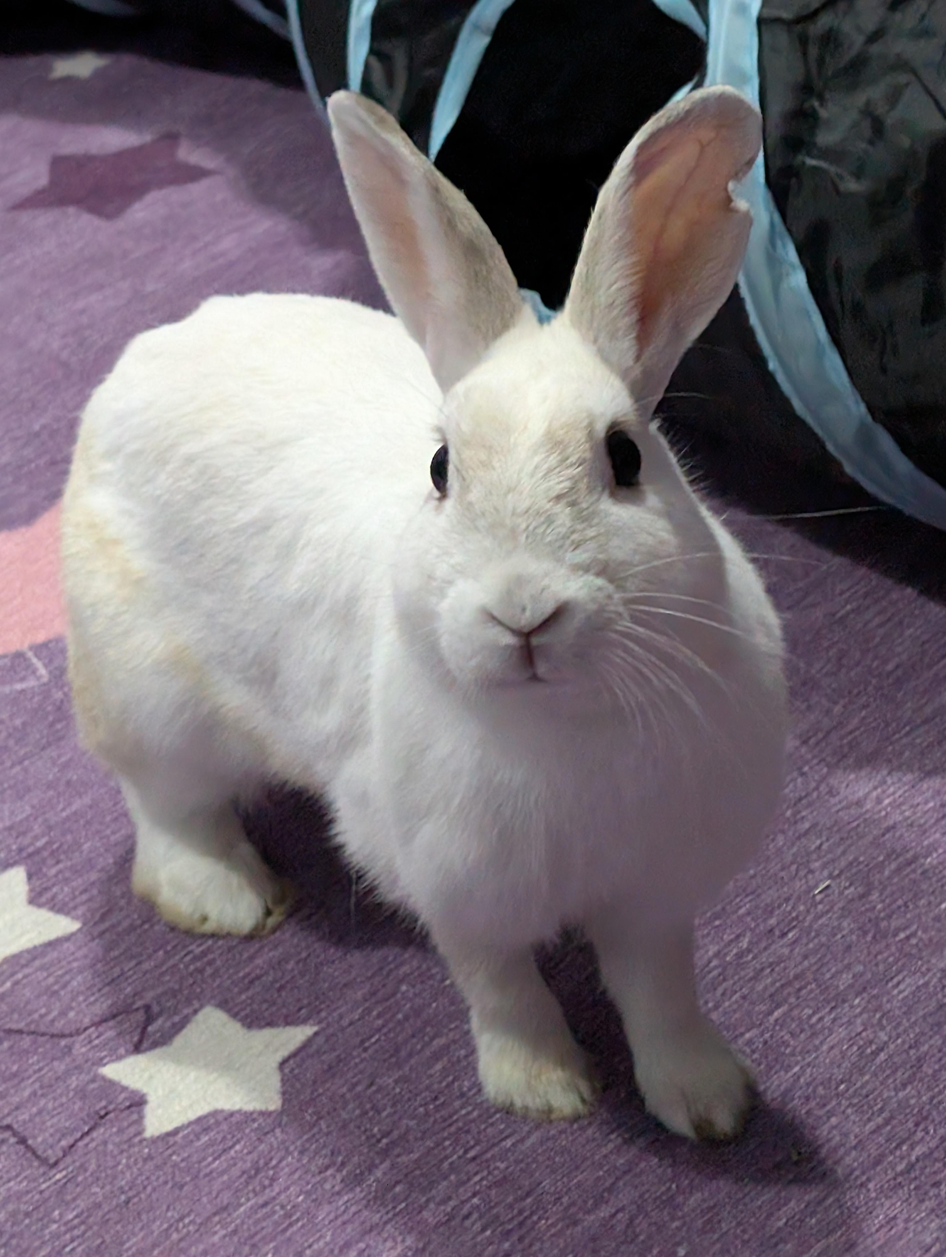 KIA (YOUNG SPAYED FEMALE), an adoption pending mixed breed in Forest Hills, NY image 5/6