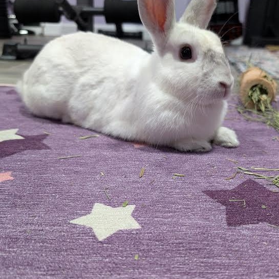 KIA (YOUNG SPAYED FEMALE), an adoption pending mixed breed in Forest Hills, NY image 4/6