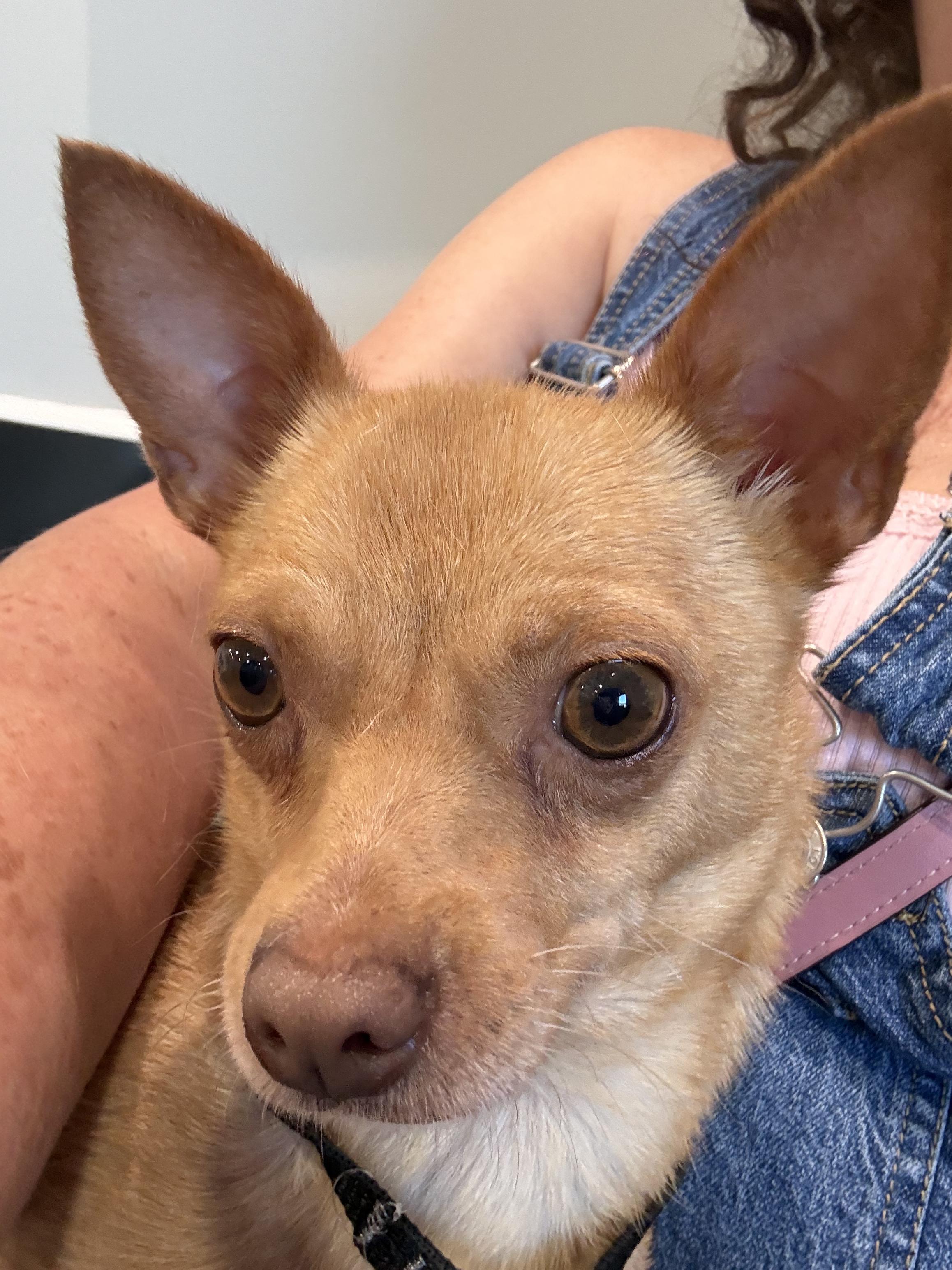 Opal, an adopted Chihuahua in Boston, MA image 2/3