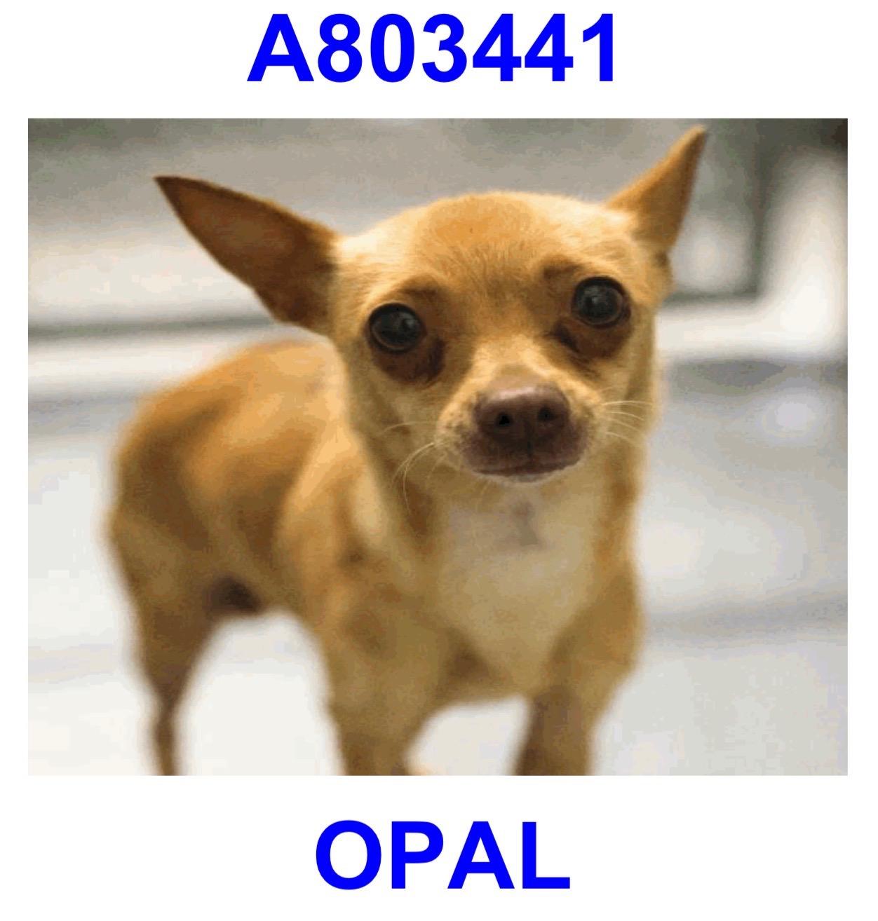 Opal, ADOPTABLE, Young Female Chihuahua.