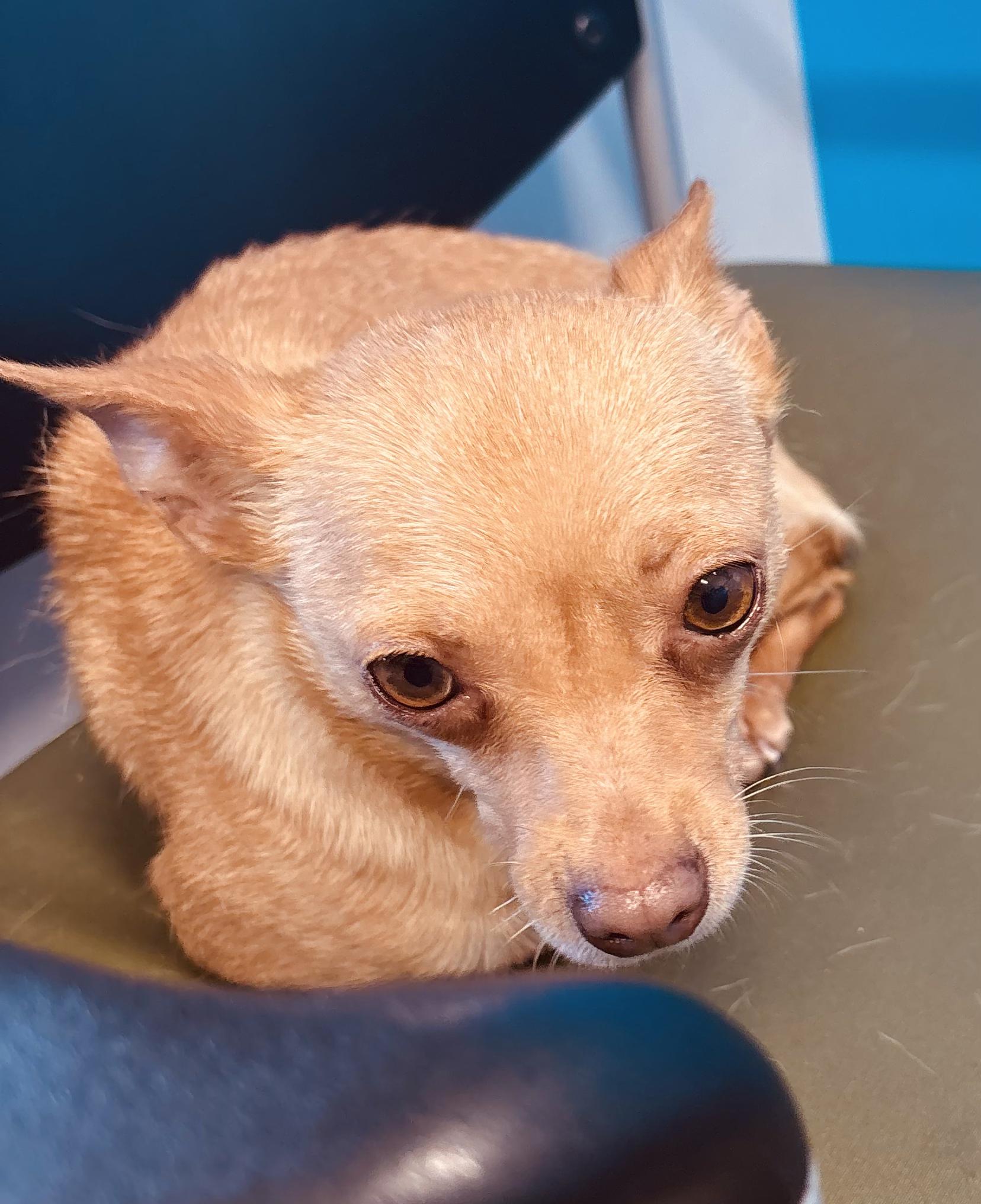 Opal, an adopted Chihuahua in Boston, MA image 3/3
