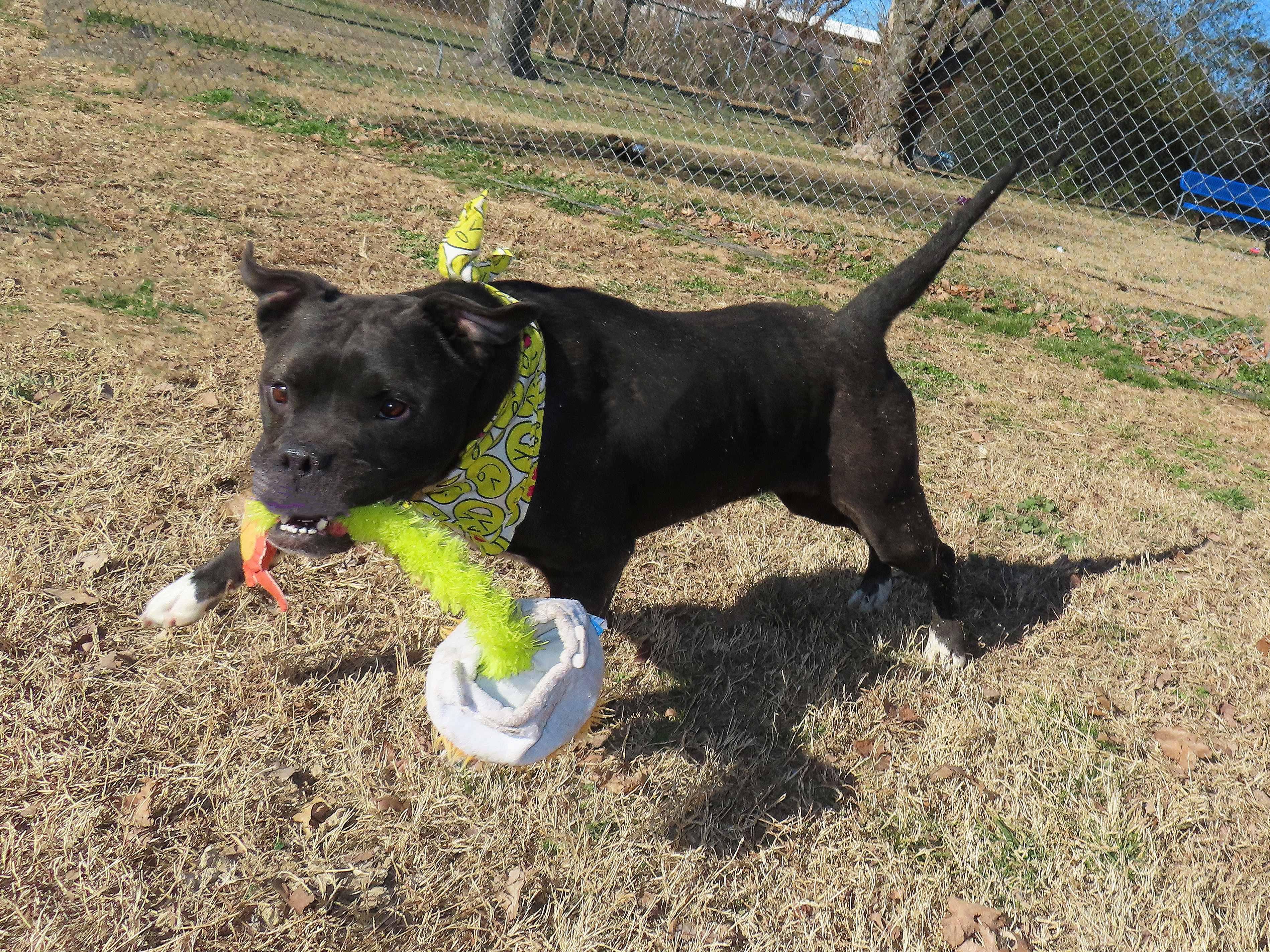 Enlarge Ruby Sue  26C-5B, a ADOPTABLE mixed breed in Rogers, AR image 2/5