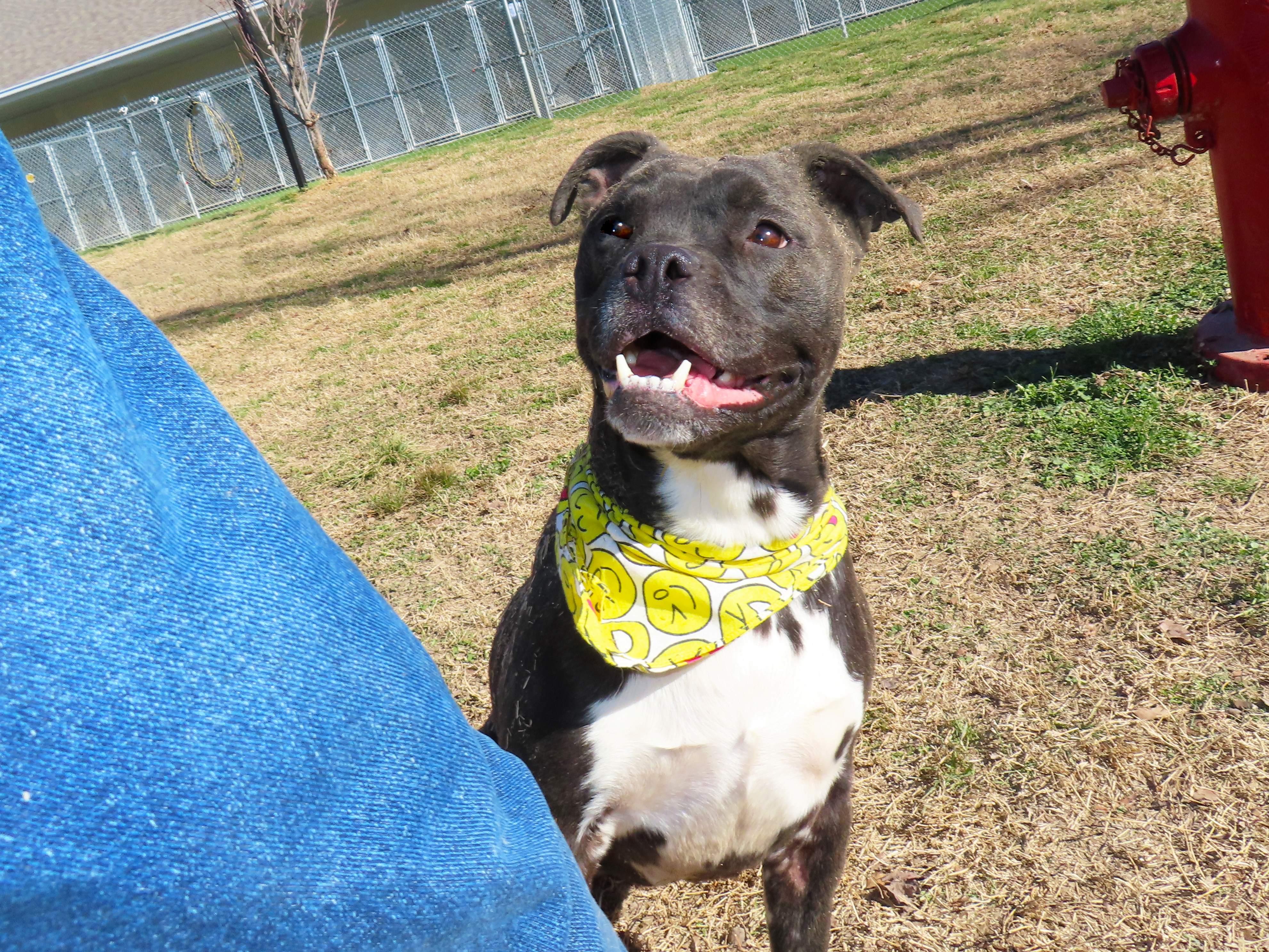 Enlarge Ruby Sue  26C-5B, a ADOPTABLE mixed breed in Rogers, AR image 3/5