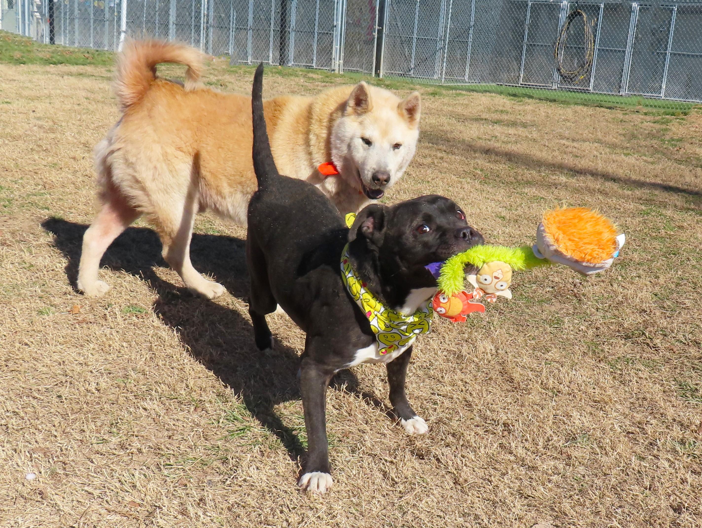 Enlarge Ruby Sue  26C-5B, a ADOPTABLE mixed breed in Rogers, AR image 5/5