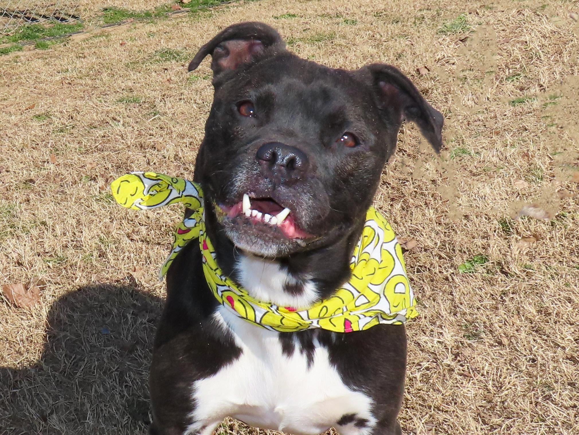 Ruby Sue  26C-5B, ADOPTABLE, Senior Female Boxer & American Bully.