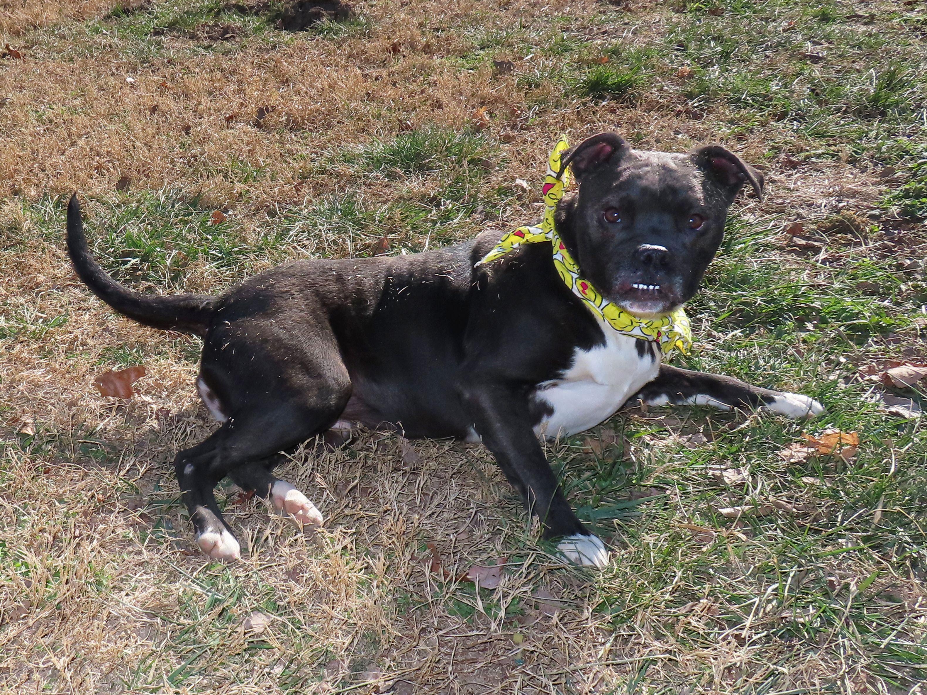 Enlarge Ruby Sue  26C-5B, a ADOPTABLE mixed breed in Rogers, AR image 4/5