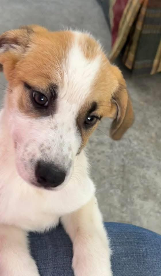 Photo of Belle