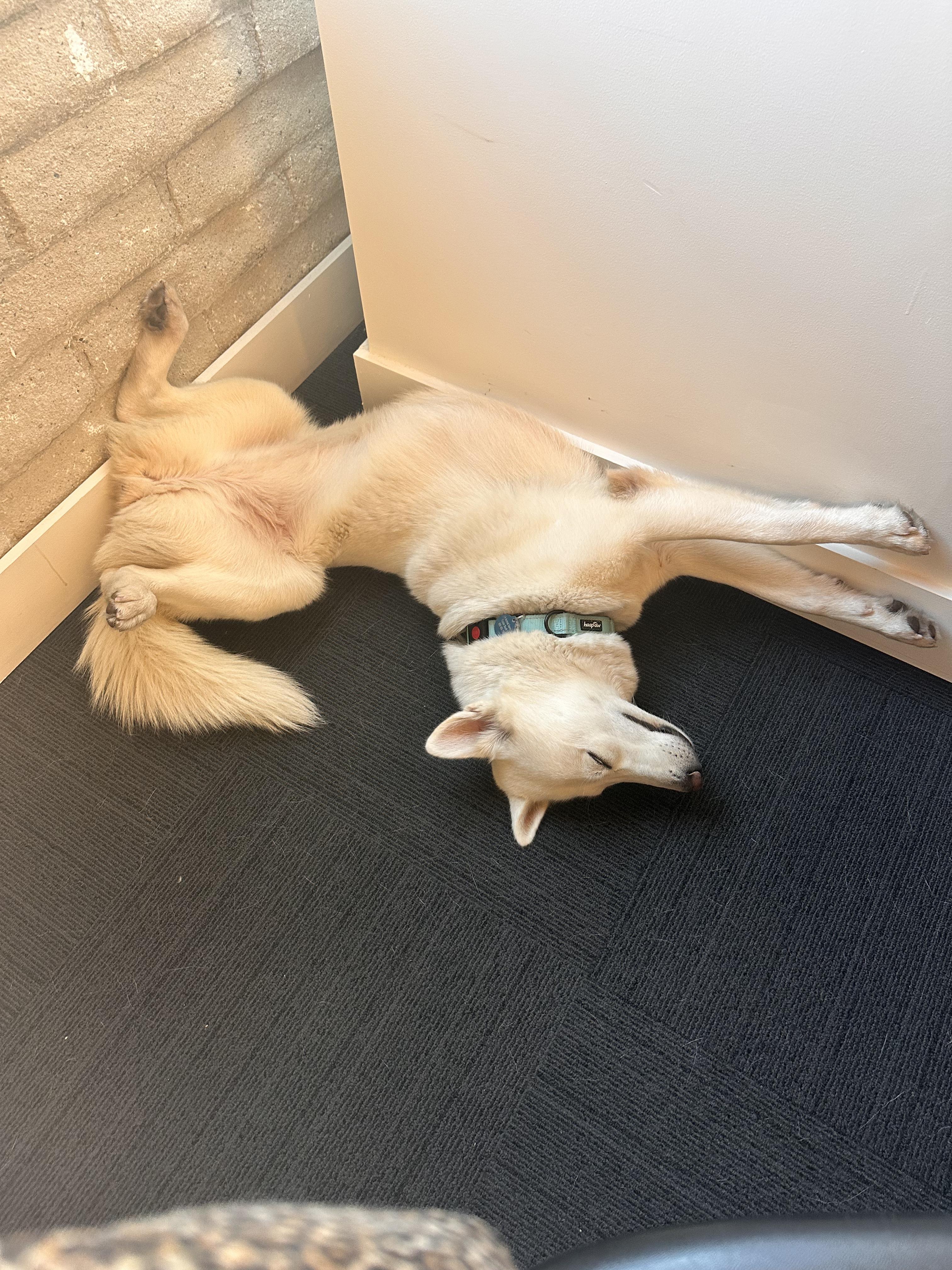 Enlarge Snow, a Adoptable Husky in Burbank, CA image 2/3