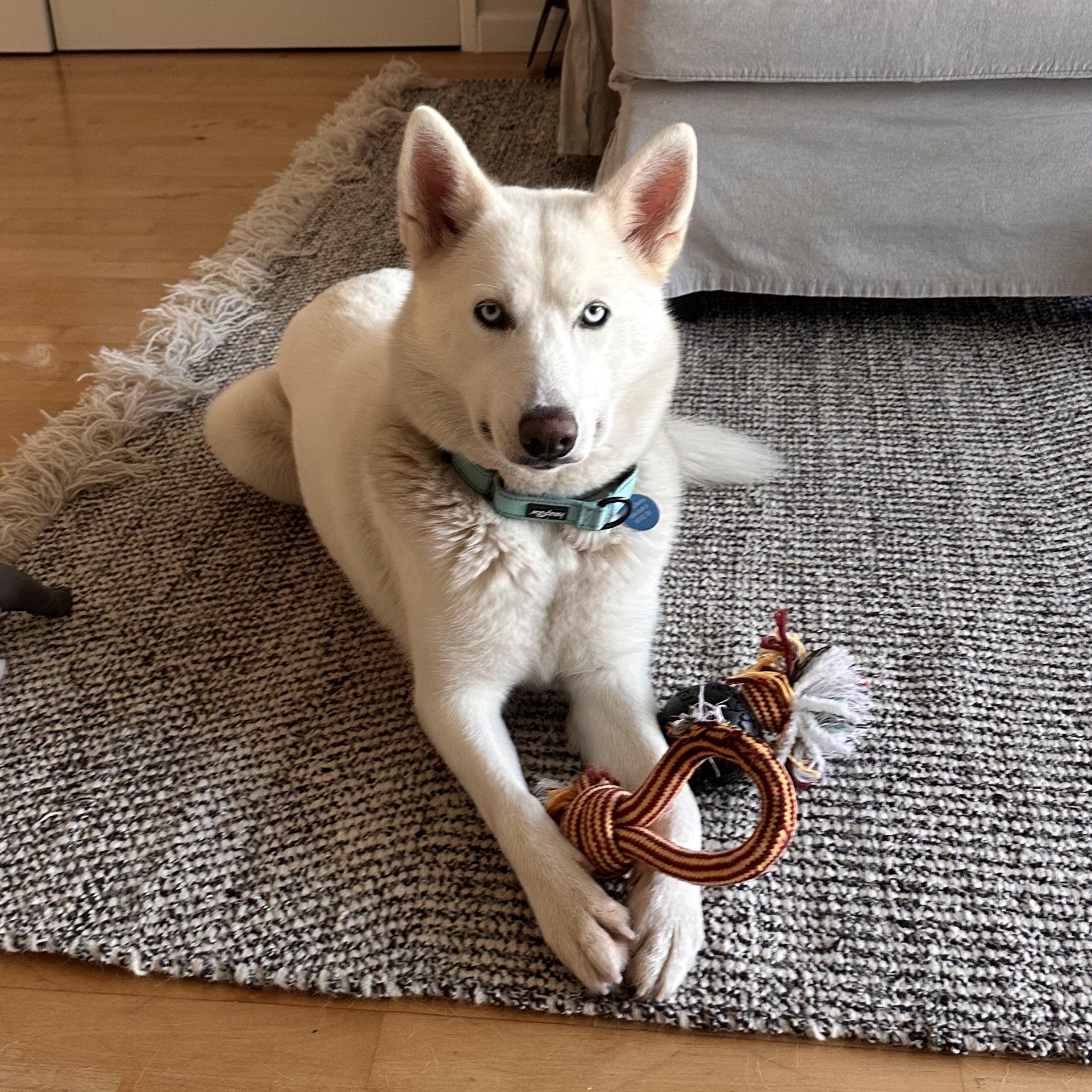 Snow, Adoptable, Young Female Husky.