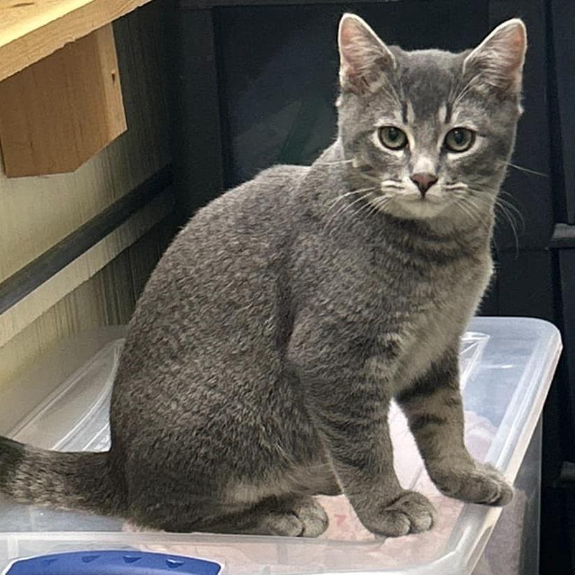 Guava, Adoptable, Adult Male Domestic Short Hair.