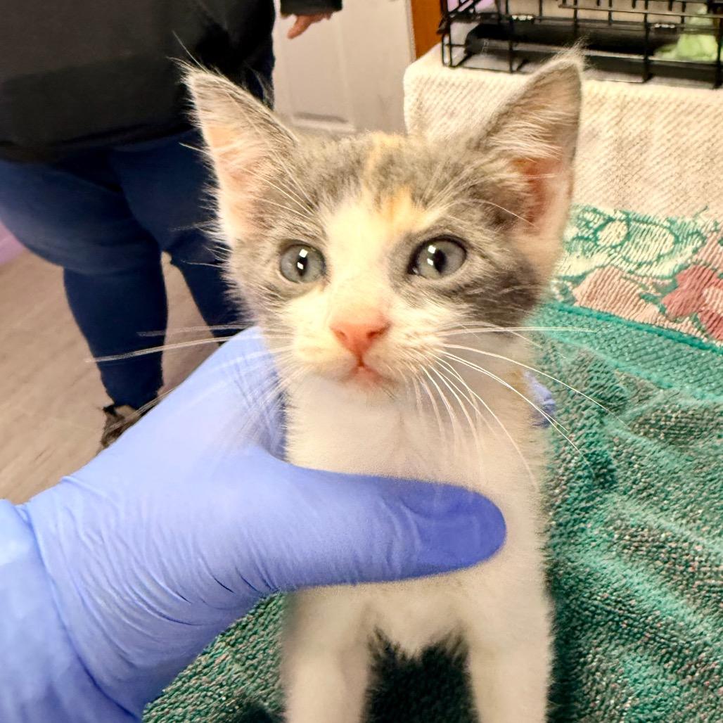 Pebbles, Adoptable, Kitten Female Domestic Short Hair.