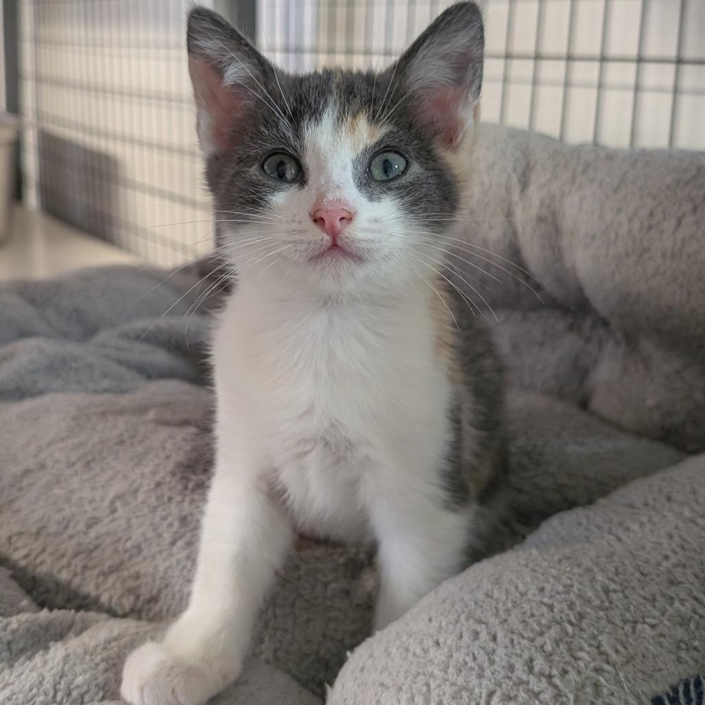Enlarge Pebbles, a Adoptable Domestic Short Hair in Redwood Valley, CA image 2/6
