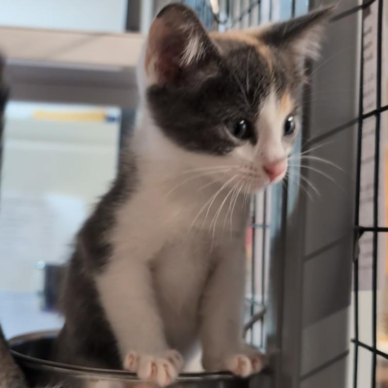 Enlarge Pebbles, a Adoptable Domestic Short Hair in Redwood Valley, CA image 3/6