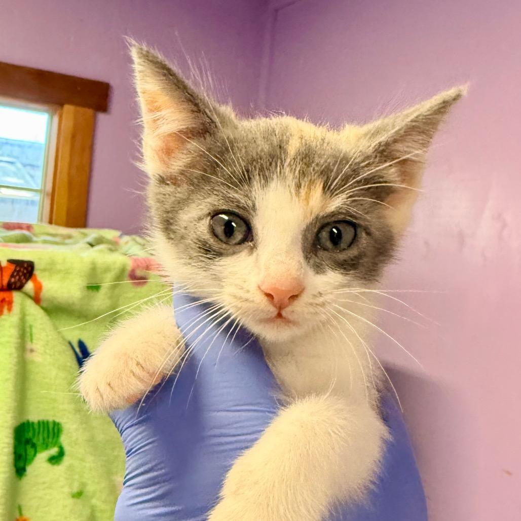 Enlarge Pebbles, a Adoptable Domestic Short Hair in Redwood Valley, CA image 4/6