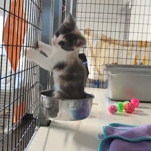 Enlarge Pebbles, a Adoptable Domestic Short Hair in Redwood Valley, CA image 5/6