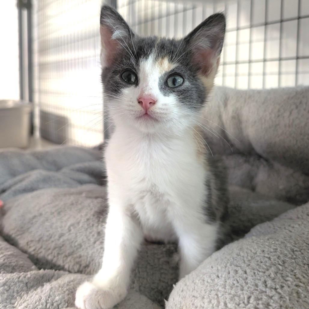 Enlarge Pebbles, a Adoptable Domestic Short Hair in Redwood Valley, CA image 6/6