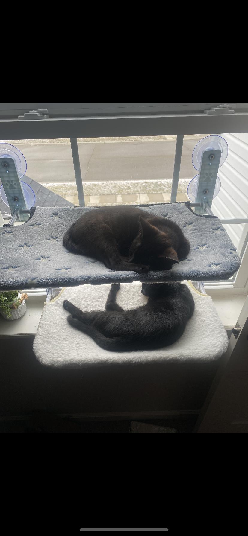 Jordi and Jafar , ADOPTABLE, Kitten Male Domestic Short Hair.