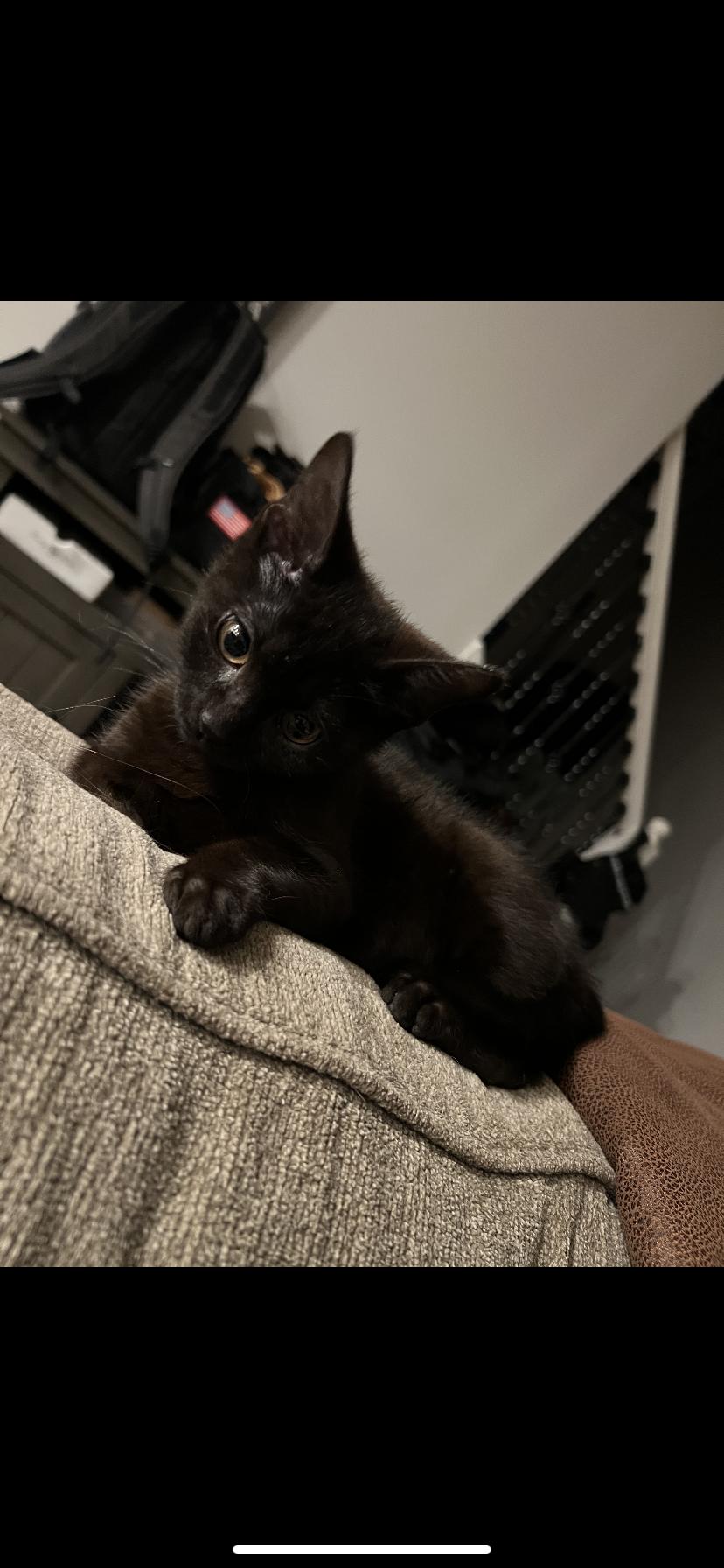 Enlarge Jordi and Jafar , a ADOPTABLE Domestic Short Hair in Waveland, IN image 6/6