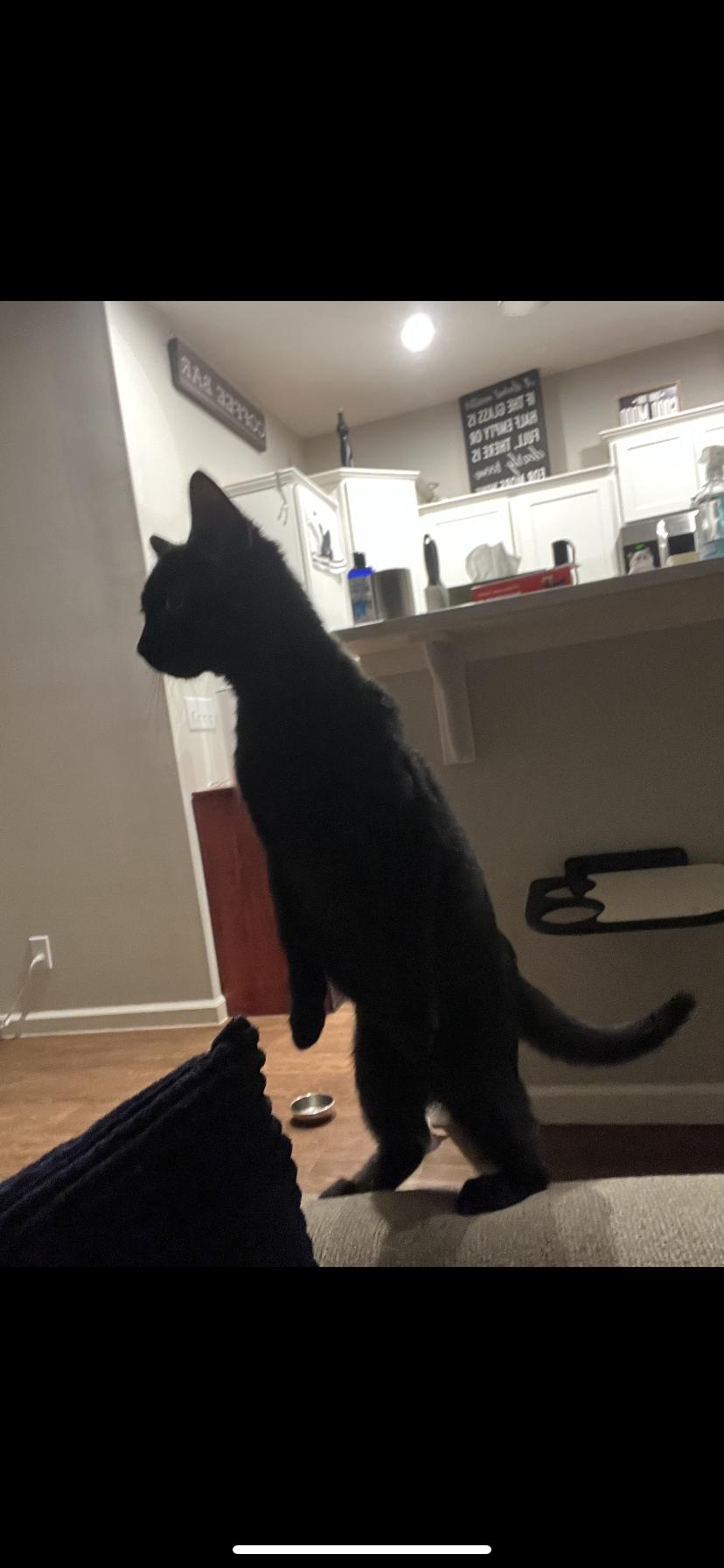 Enlarge Jordi and Jafar , a ADOPTABLE Domestic Short Hair in Waveland, IN image 4/6