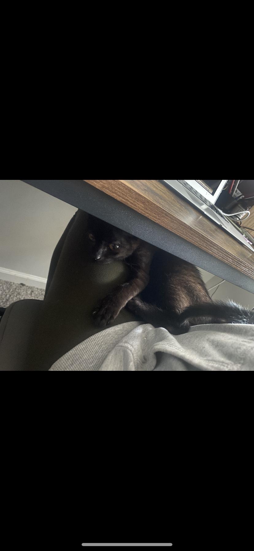 Enlarge Jordi and Jafar , a ADOPTABLE Domestic Short Hair in Waveland, IN image 5/6