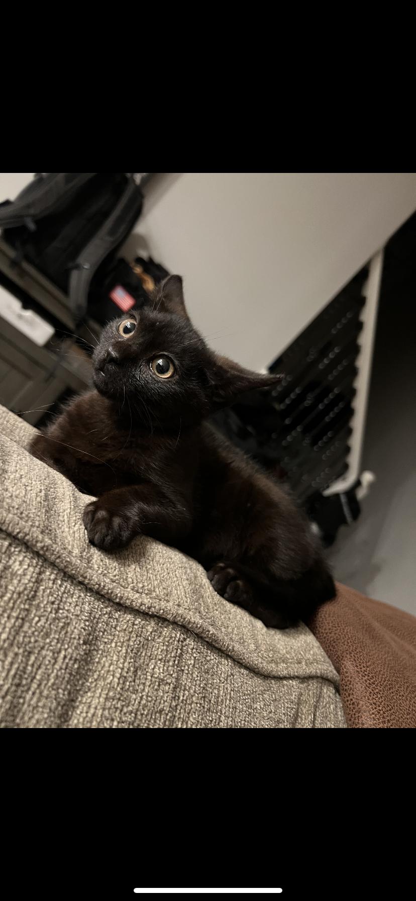 Enlarge Jordi and Jafar , a ADOPTABLE Domestic Short Hair in Waveland, IN image 2/6