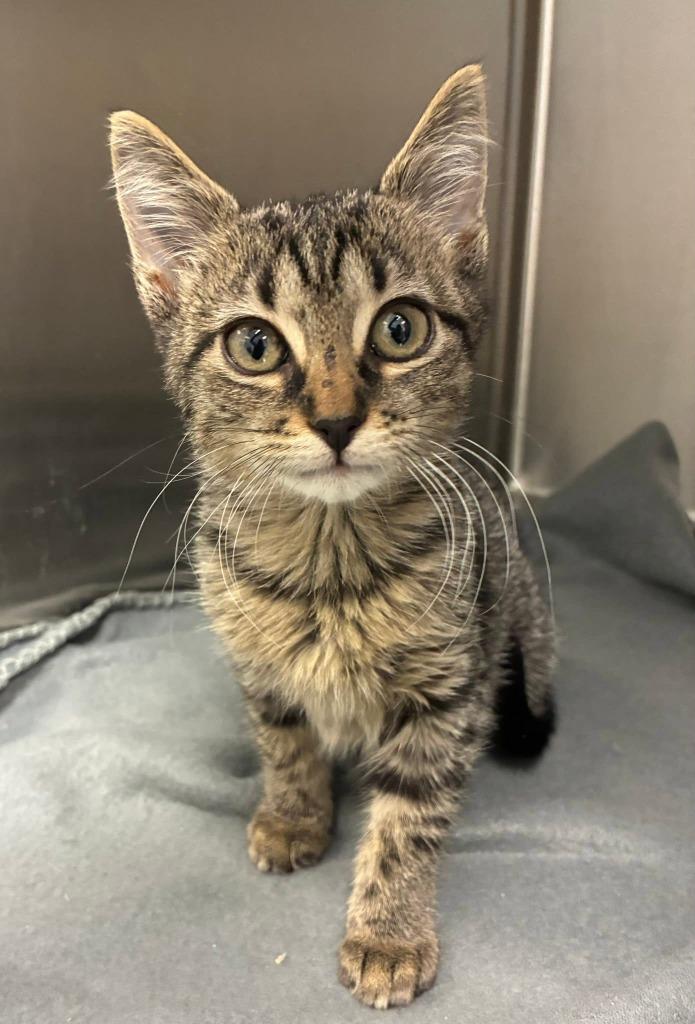 Kaye, Adoptable, Kitten Female Domestic Short Hair.