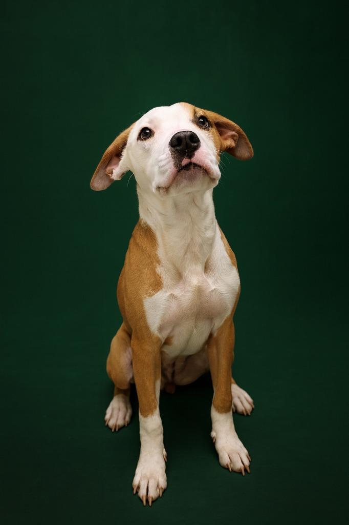 Anelle, Adopted, Puppy Female Hound & Mixed Breed.