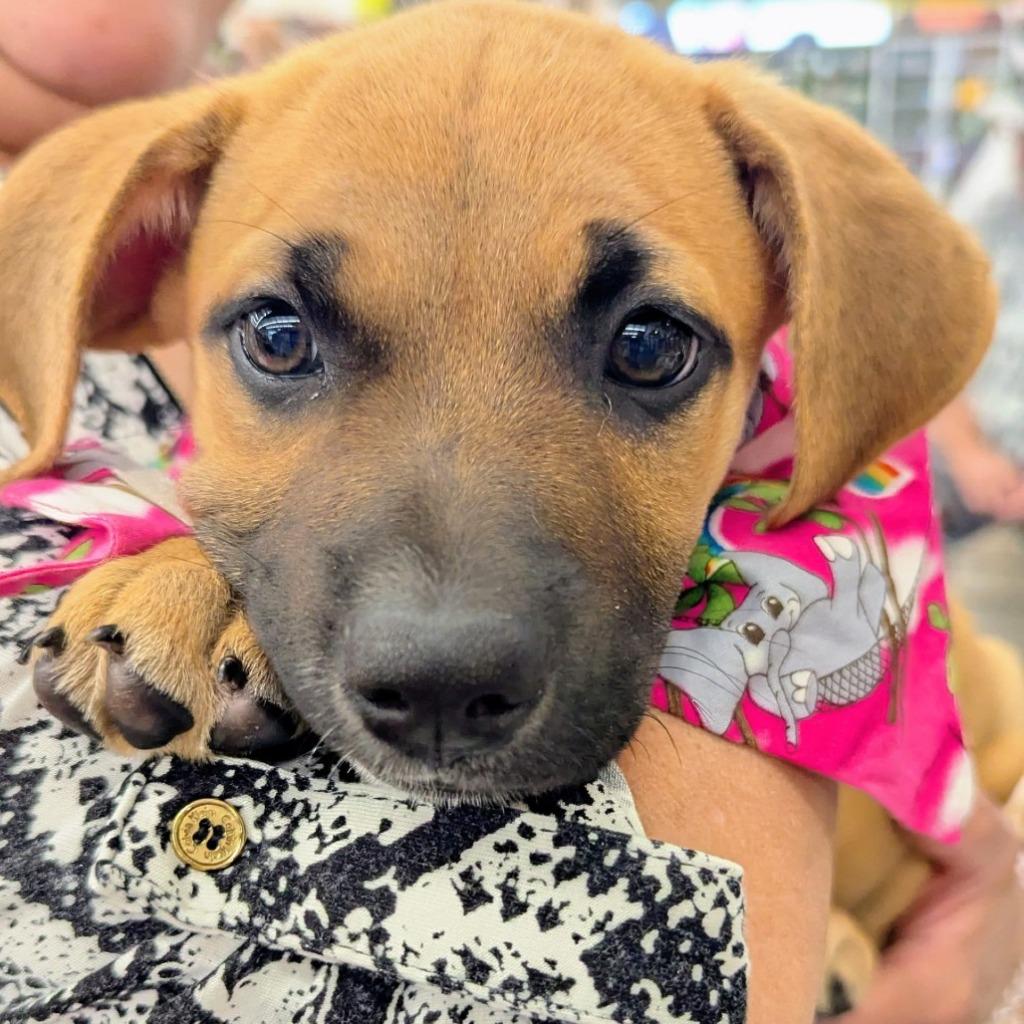 Enlarge Blueberry - Sponsored by Lee Miller & Kathy Koball Miller, a Adoptable mixed breed in Newberg, OR image 1/4