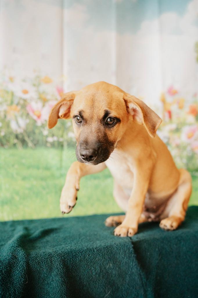 Enlarge Blueberry - Sponsored by Lee Miller & Kathy Koball Miller, a Adoptable mixed breed in Newberg, OR image 2/4