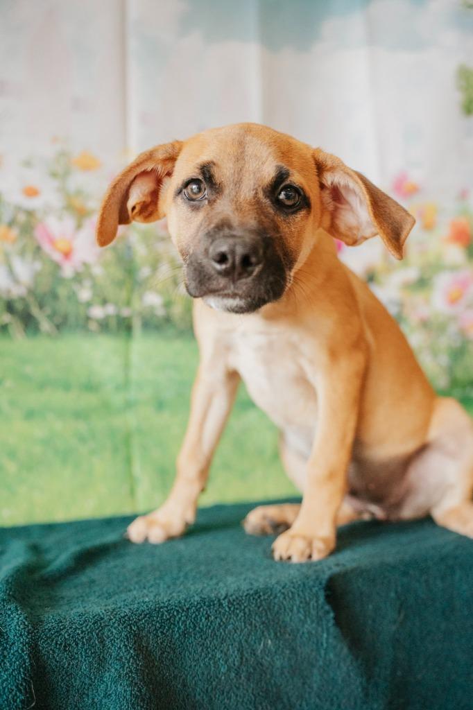 Enlarge Blueberry - Sponsored by Lee Miller & Kathy Koball Miller, a Adoptable mixed breed in Newberg, OR image 3/4