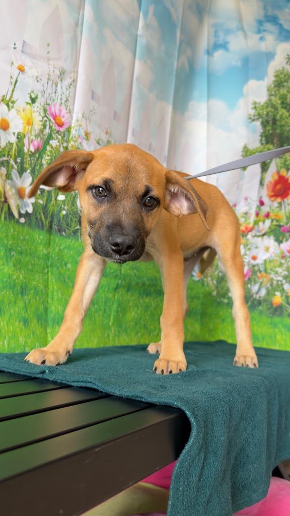 Enlarge Blueberry - Sponsored by Lee Miller & Kathy Koball Miller, a Adoptable mixed breed in Newberg, OR image 4/4