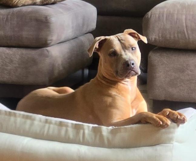 Booker, an adoptable Pit Bull Terrier, Vizsla in Breckenridge, CO, 80424 | Photo Image 5