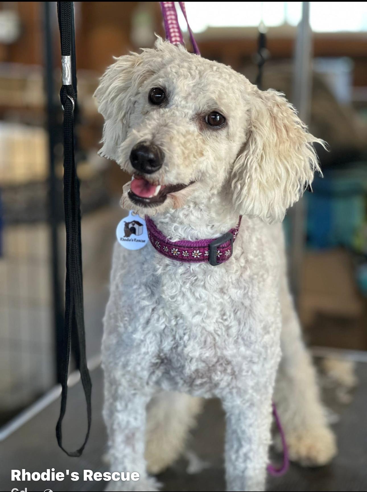 Lola, Adopted, Young Female Poodle.