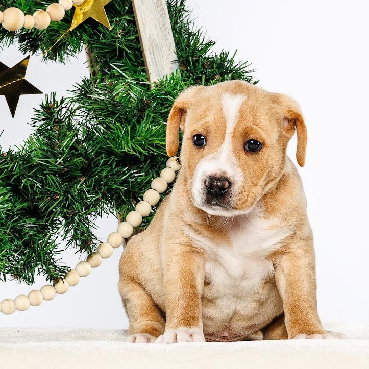 Juniper, Adoptable, Puppy Male Mixed Breed.