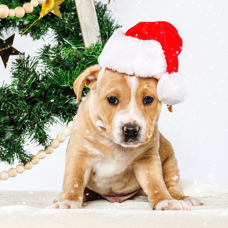 Enlarge Juniper, a Adoptable Mixed Breed in Durham, NC image 2/3