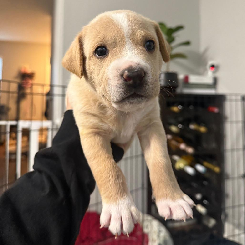 Enlarge Juniper, a Adoptable Mixed Breed in Durham, NC image 3/3