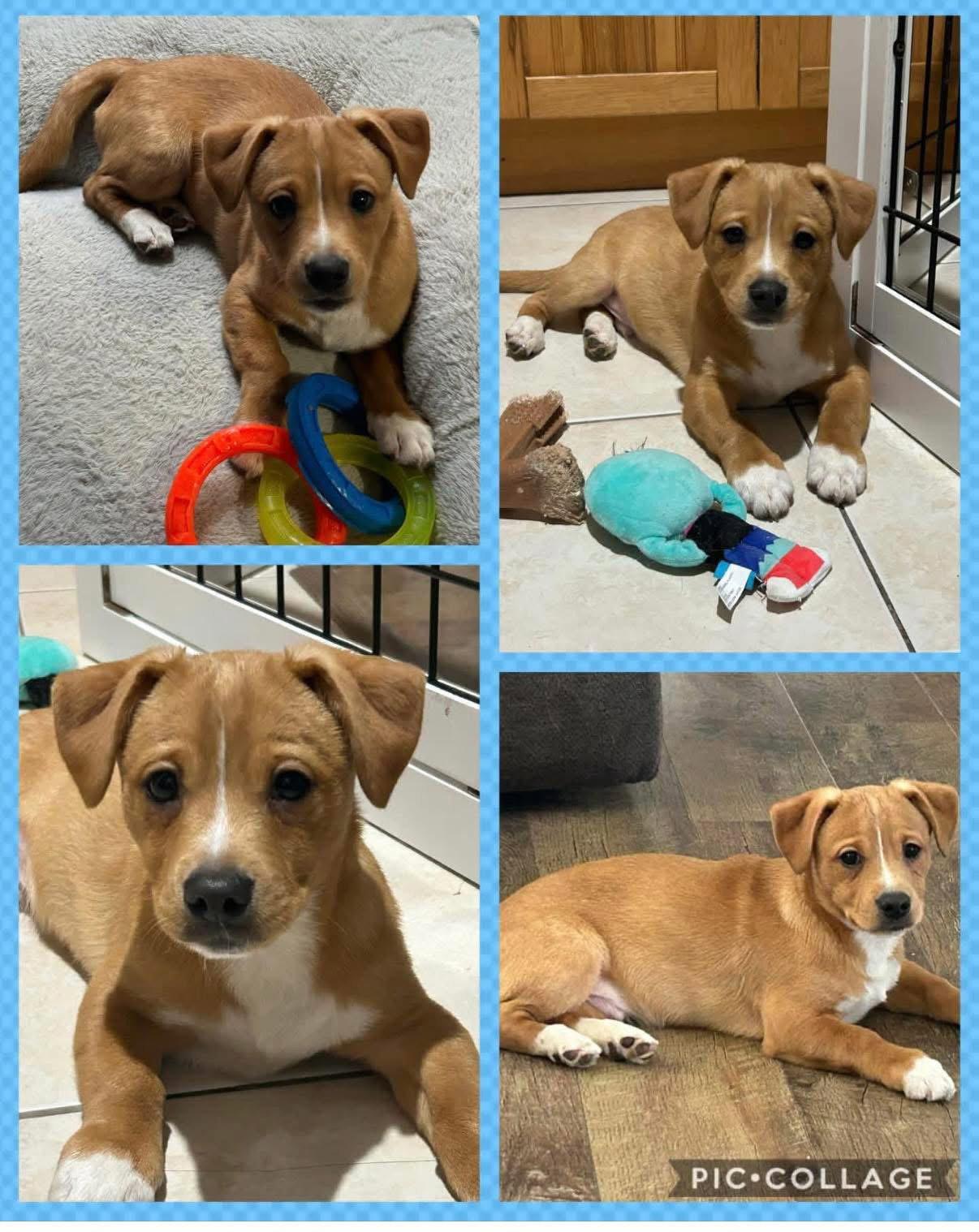 Pancake/Roscoe, Adopted, Young Male Mixed Breed.