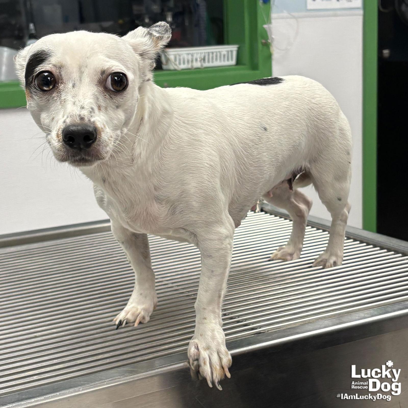 Enlarge JuJu, a Adopted mixed breed in Washington, DC image 1/2