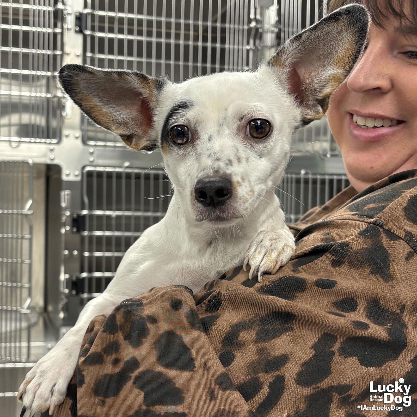 Enlarge JuJu, a Adopted mixed breed in Washington, DC image 2/2