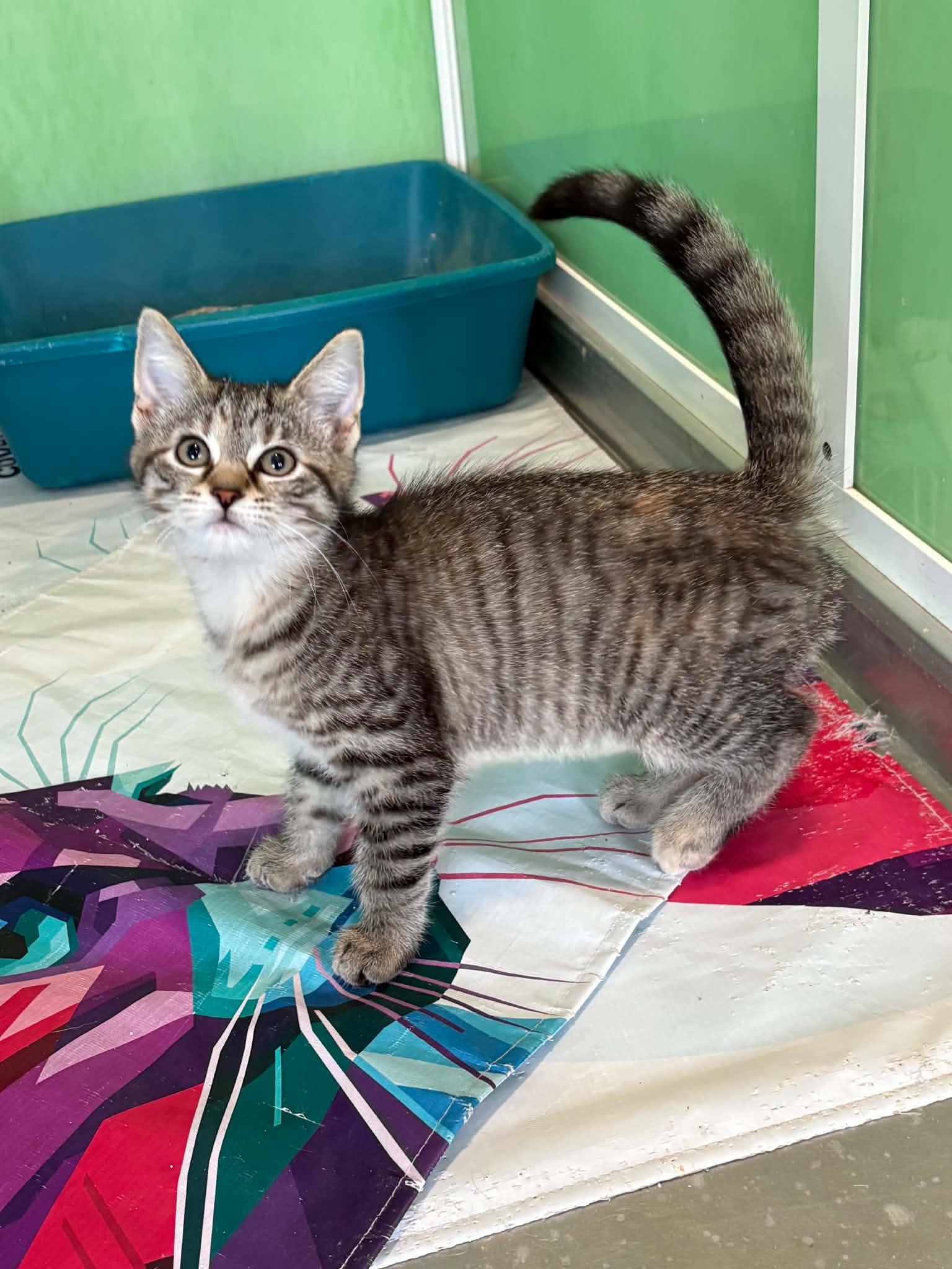 Enlarge Sereena, a ADOPTABLE American Shorthair in Barboursville, WV image 1/1