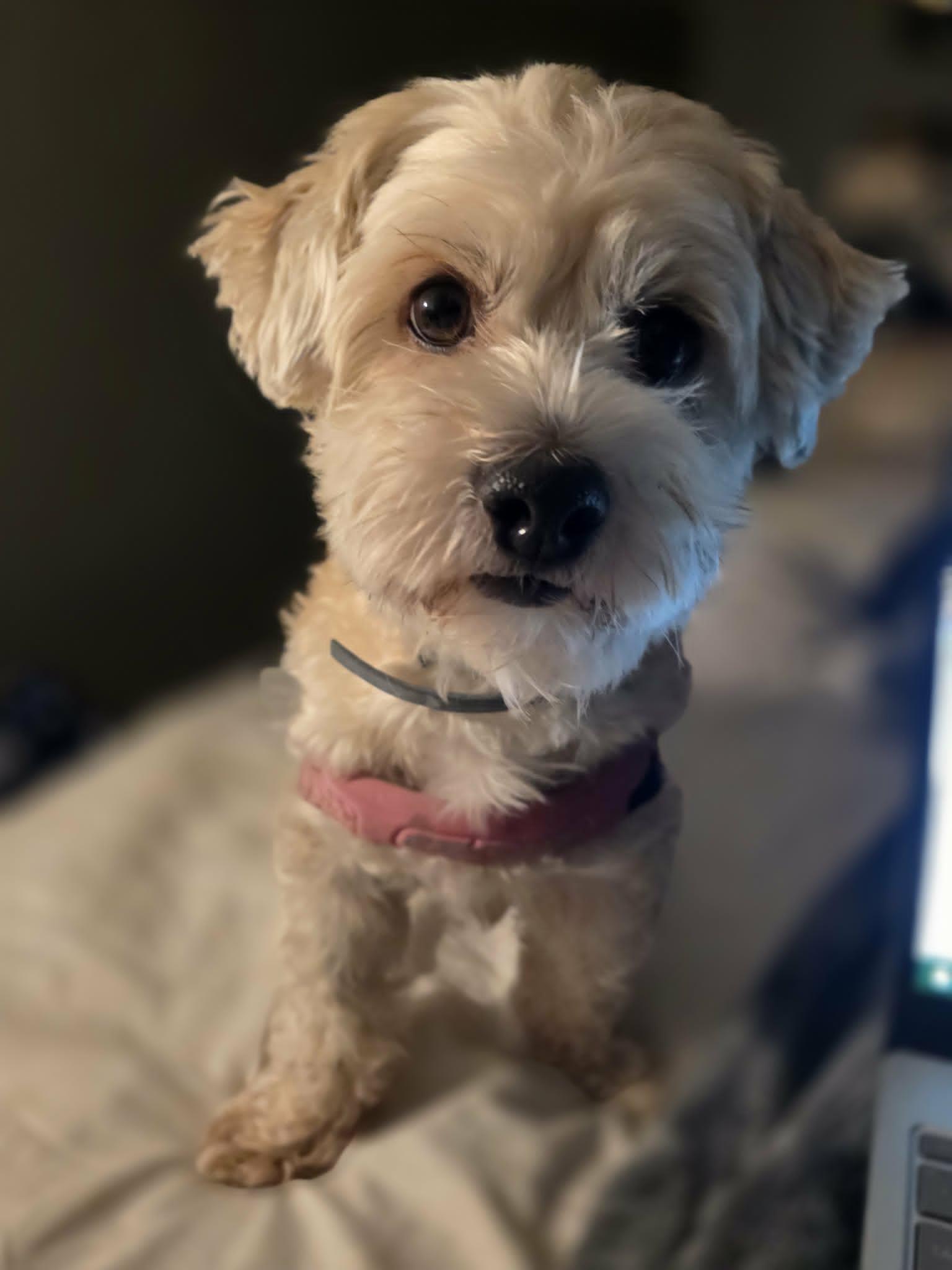 Allison Catherine (Allie), adopted, Adult Female Havanese.