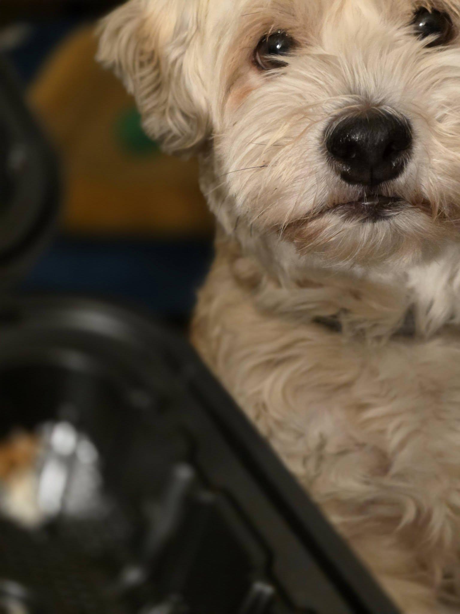 Allison Catherine (Allie), an adopted Havanese in Wurtsboro, NY image 4/6