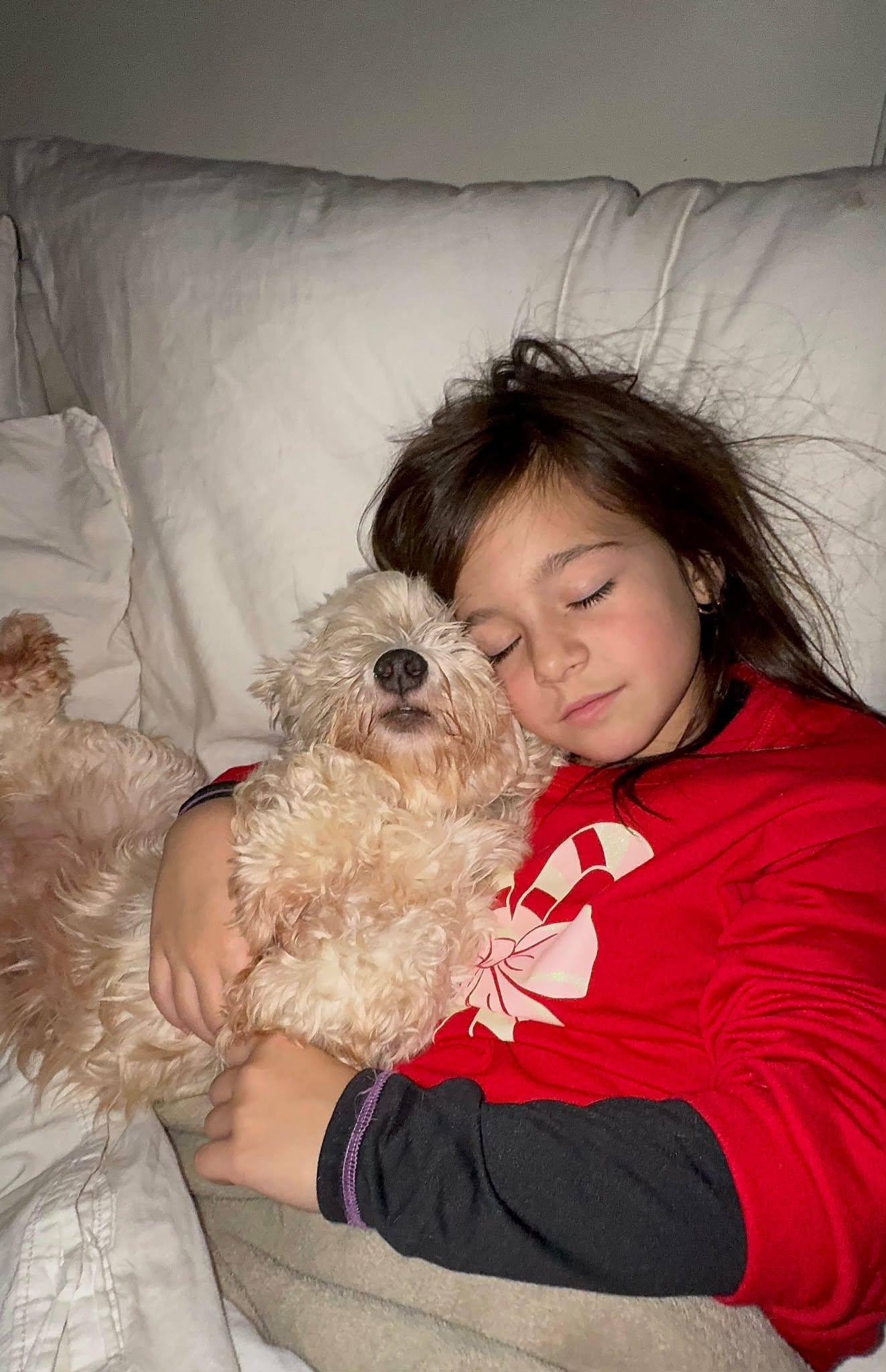 Allison Catherine (Allie), an adopted Havanese in Wurtsboro, NY image 6/6