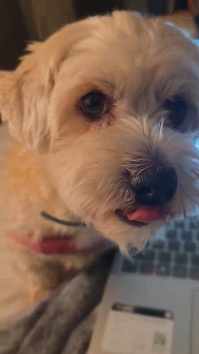 Enlarge Allison Catherine (Allie), an adopted Havanese in Wurtsboro, NY video 3/6