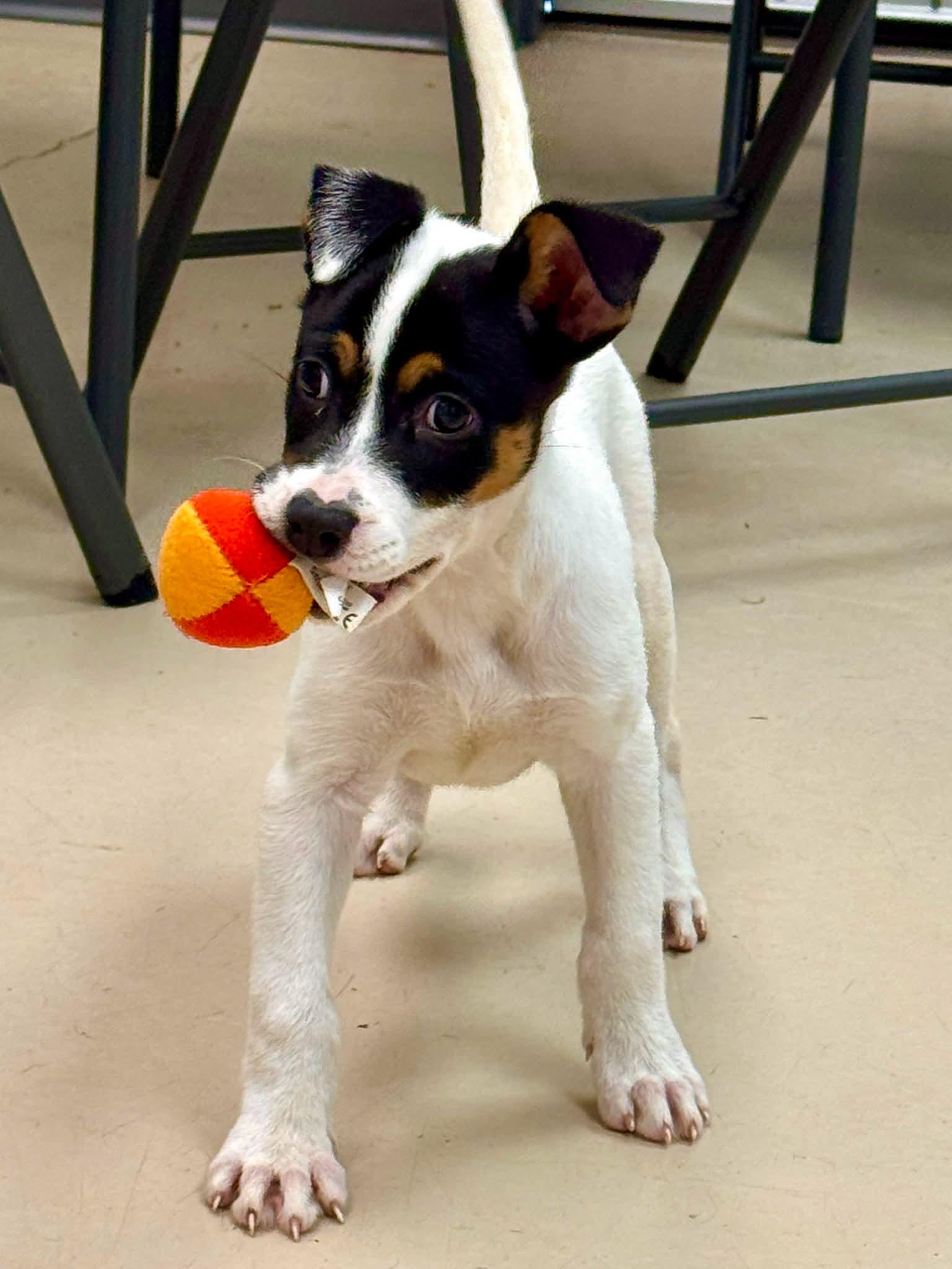 Enlarge Brody, a ADOPTABLE Mixed Breed in Sumter, SC image 3/3