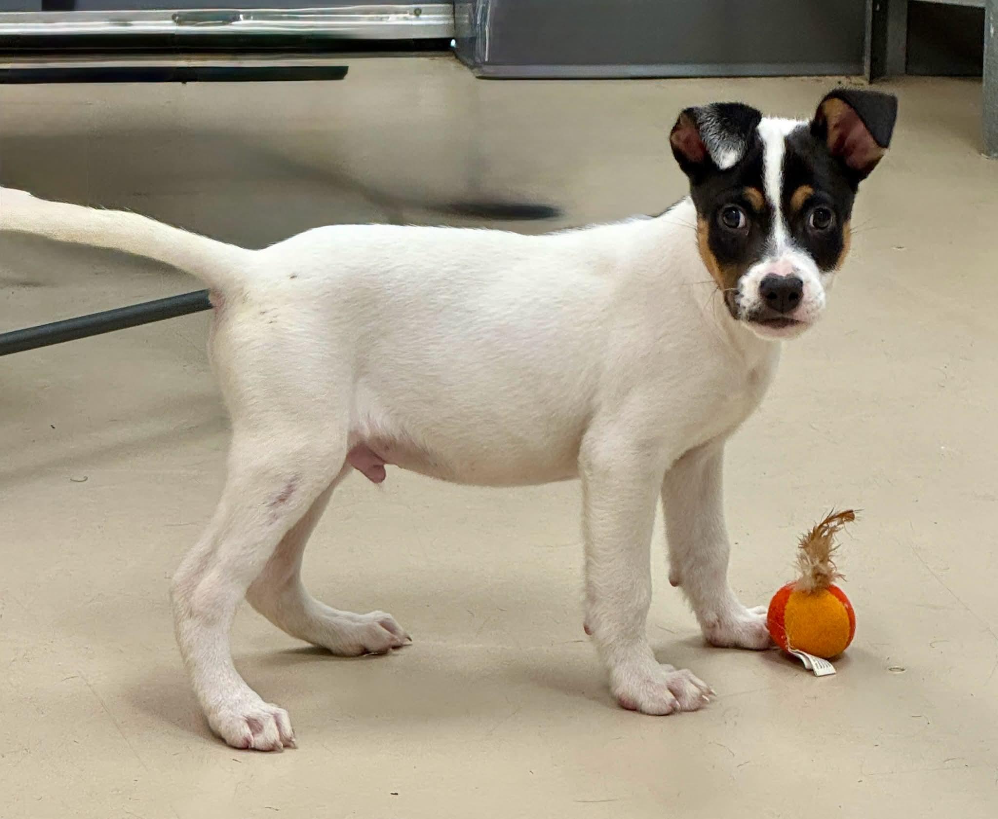Brody, ADOPTABLE, Puppy Male Mixed Breed.