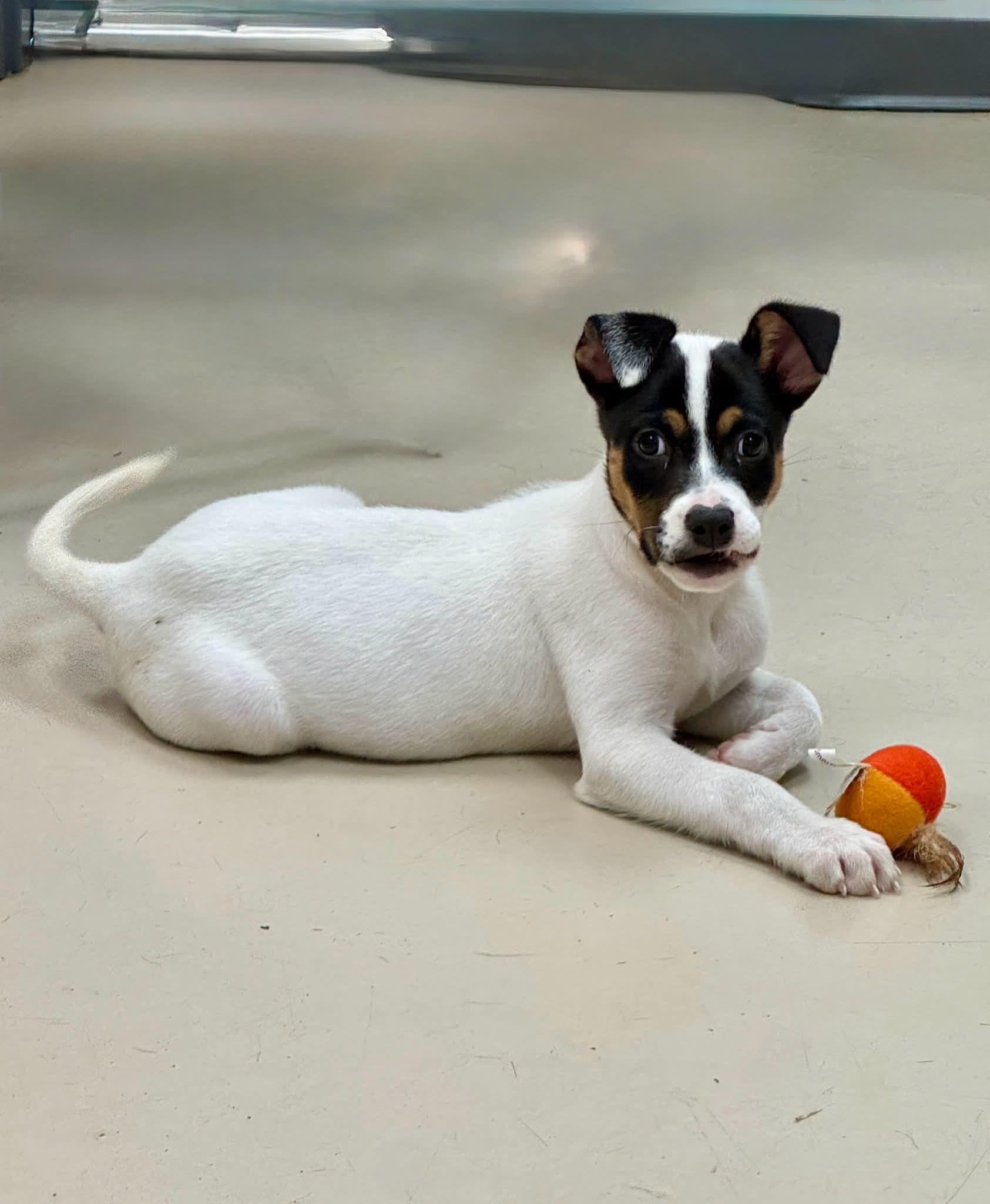 Enlarge Brody, a ADOPTABLE Mixed Breed in Sumter, SC image 2/3